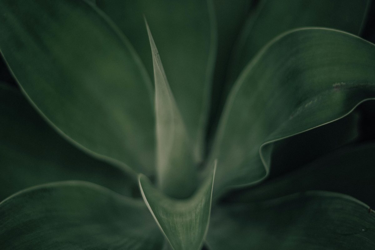 Naturopathic medicine, plant-based approach